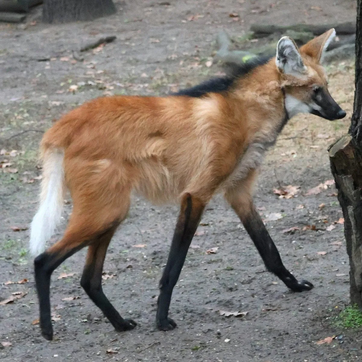 Sice tak vypadají, ale lišky to nejsou. Do zoo v Hodoníně se vrátili psi hřivnatí