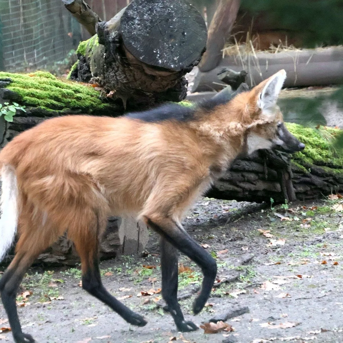 Sice tak vypadají, ale lišky to nejsou. Do zoo v Hodoníně se vrátili psi hřivnatí