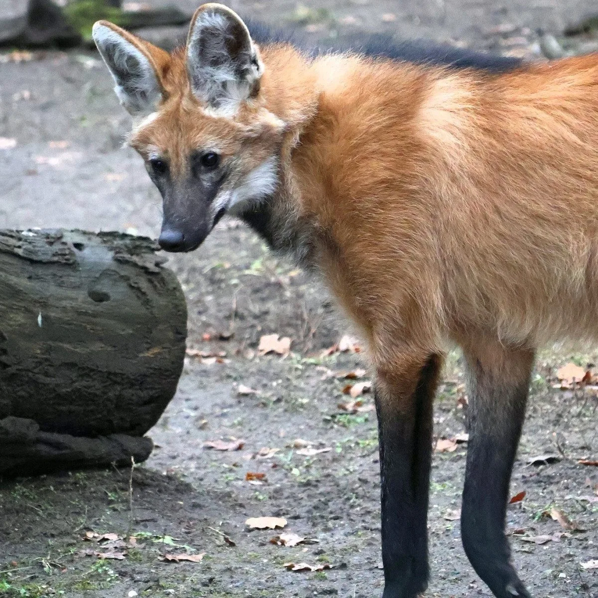 Sice tak vypadají, ale lišky to nejsou. Do zoo v Hodoníně se vrátili psi hřivnatí