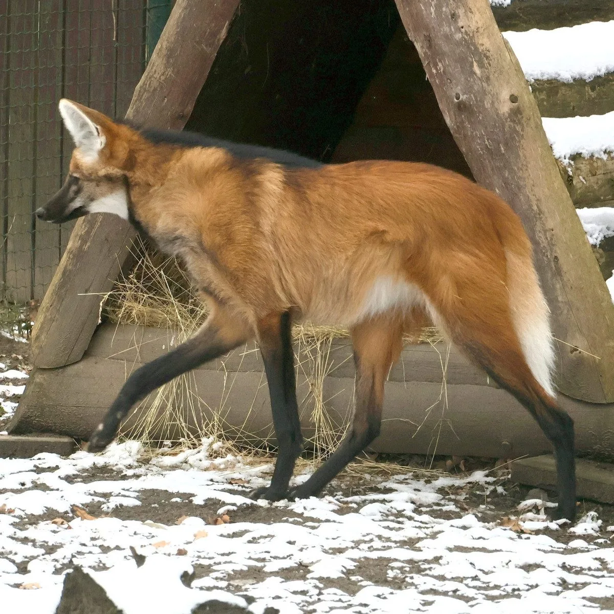Sice tak vypadají, ale lišky to nejsou. Do zoo v Hodoníně se vrátili psi hřivnatí