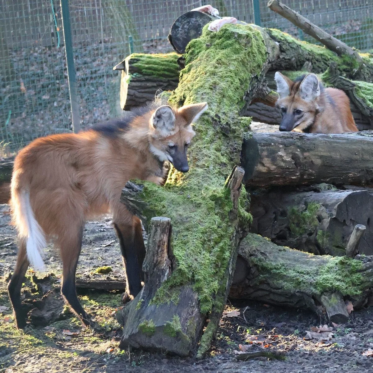 Sice tak vypadají, ale lišky to nejsou. Do zoo v Hodoníně se vrátili psi hřivnatí