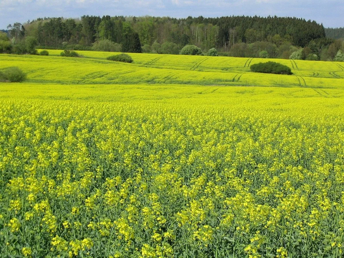 landscape-588235_1280