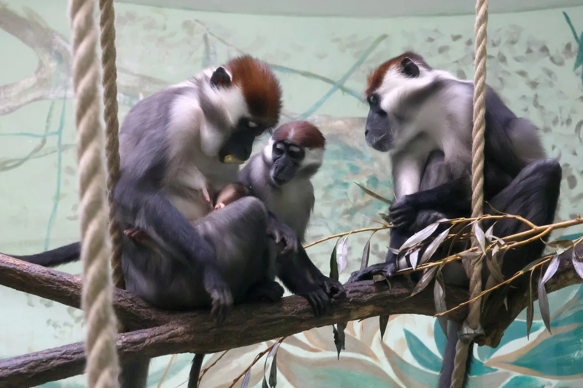 Hodonínská zoo má druhé mládě vzácného mangabeje, narodilo se na začátku prosince