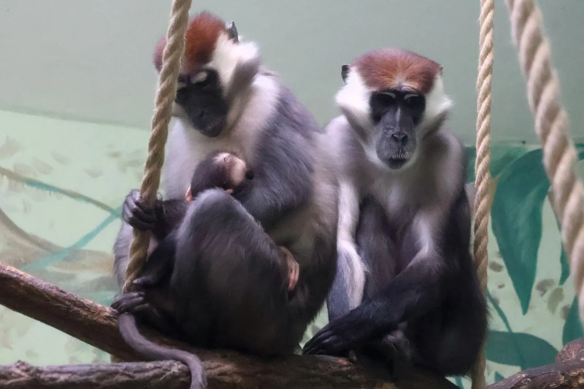 Hodonínská zoo má druhé mládě vzácného mangabeje, narodilo se na začátku prosince