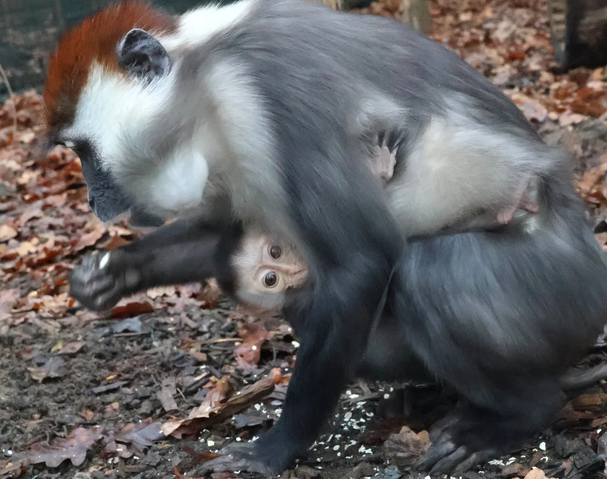 Hodonínská zoo má druhé mládě vzácného mangabeje, narodilo se na začátku prosince