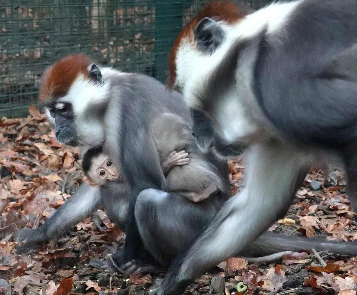 Hodonínská zoo má druhé mládě vzácného mangabeje, narodilo se na začátku prosince