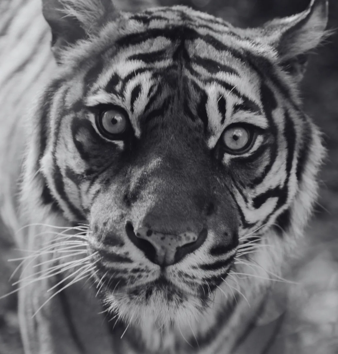 V brněnské zoo se loučí s oblíbenou tygřicí. Satu museli kvůli zdraví utratit