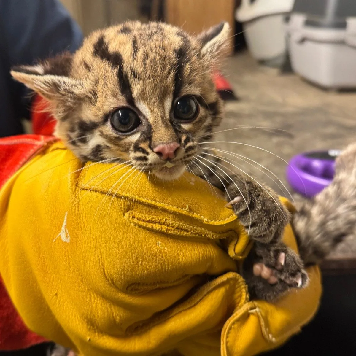 Rok plný mláďat. V brněnské zoo se loni narodilo lvíče, kapybary i polární liška