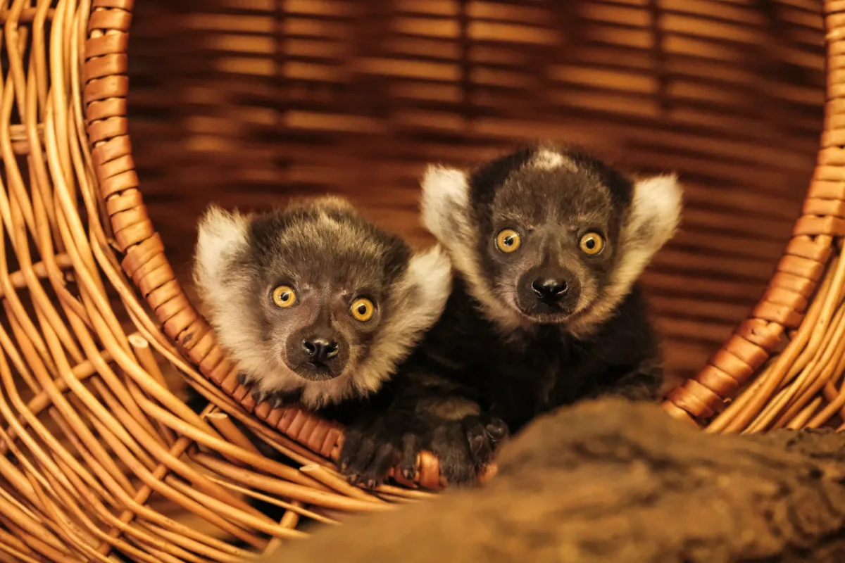 Rok plný mláďat. V brněnské zoo se loni narodilo lvíče, kapybary i polární liška