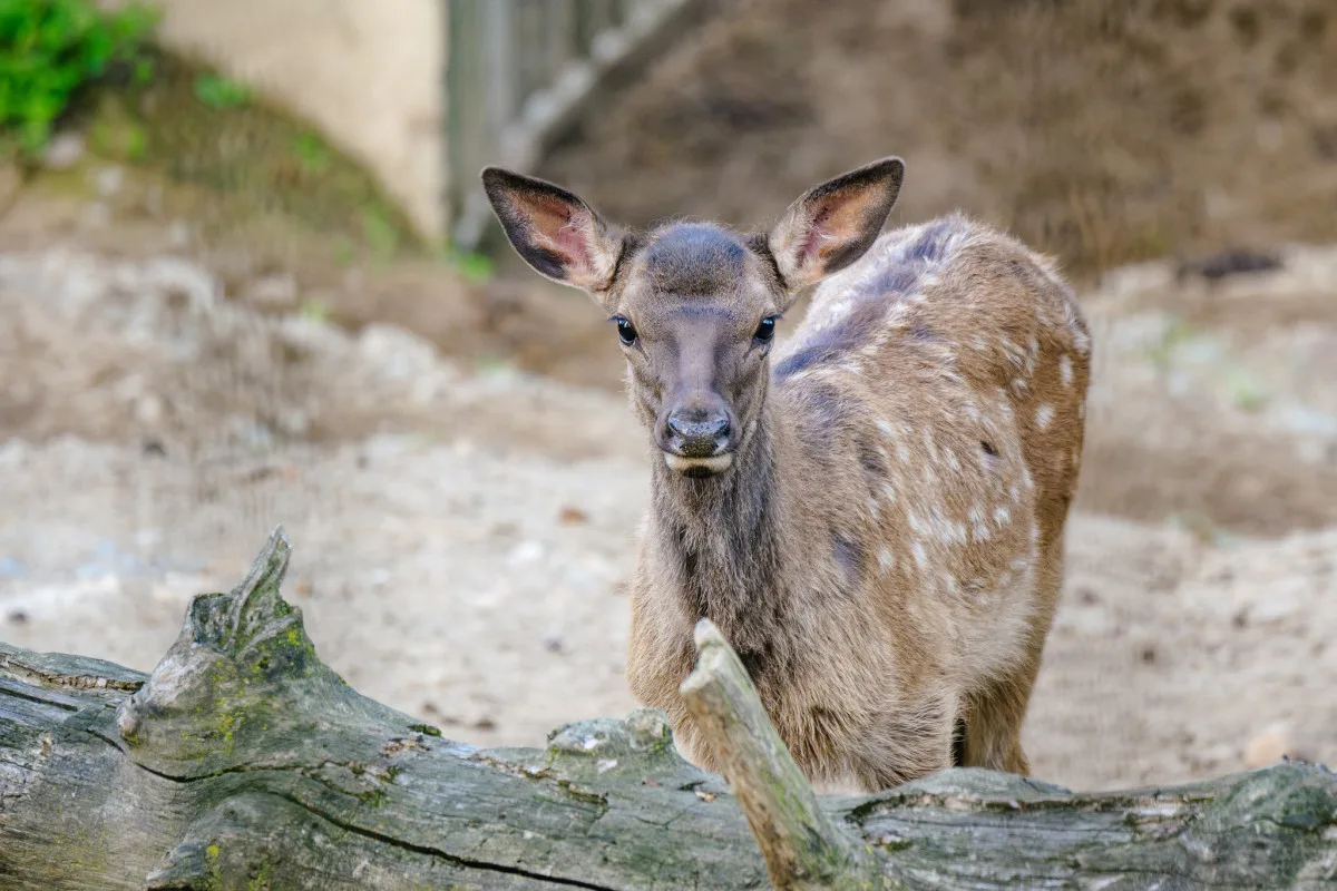Rok plný mláďat. V brněnské zoo se loni narodilo lvíče, kapybary i polární liška