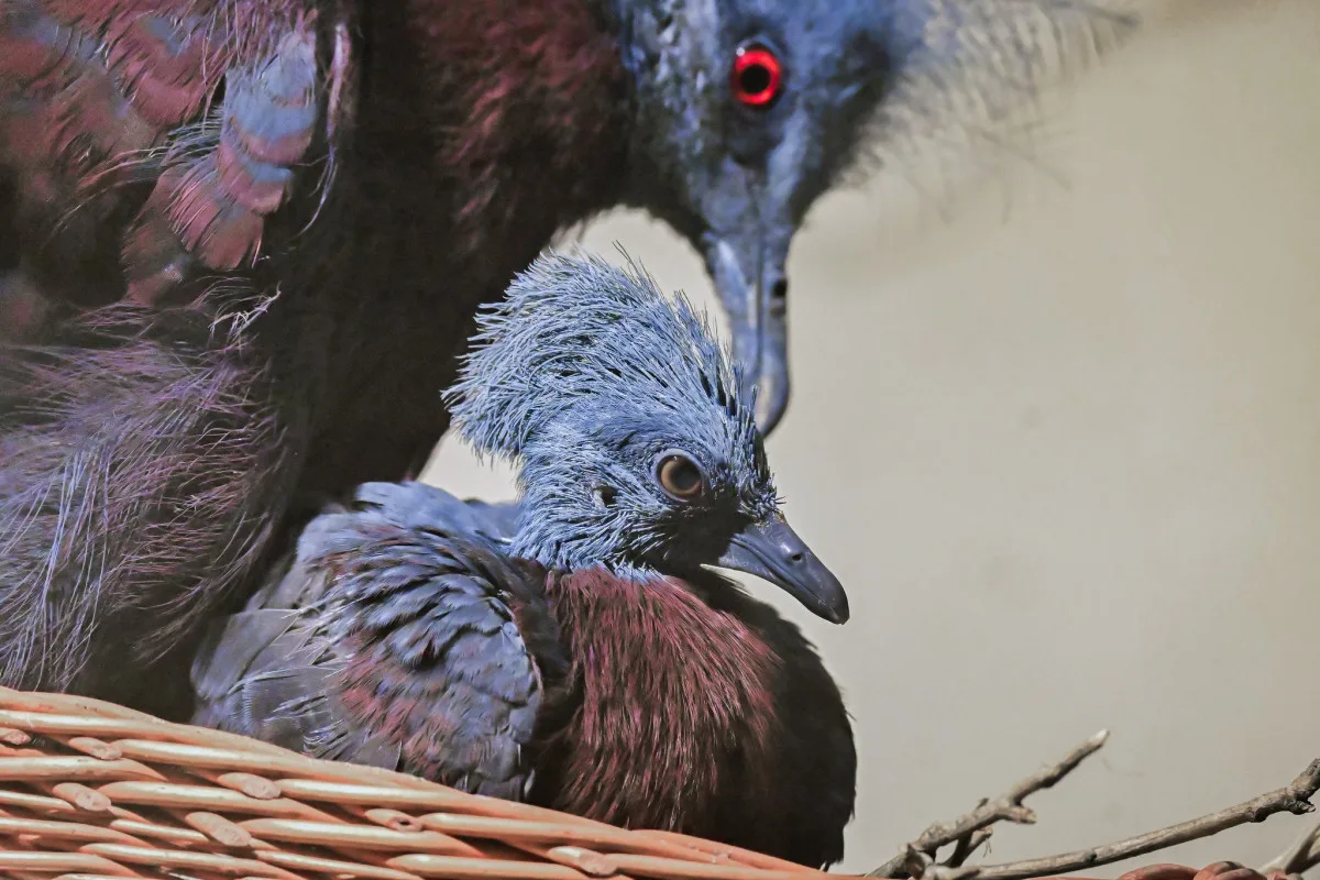 Rok plný mláďat. V brněnské zoo se loni narodilo lvíče, kapybary i polární liška