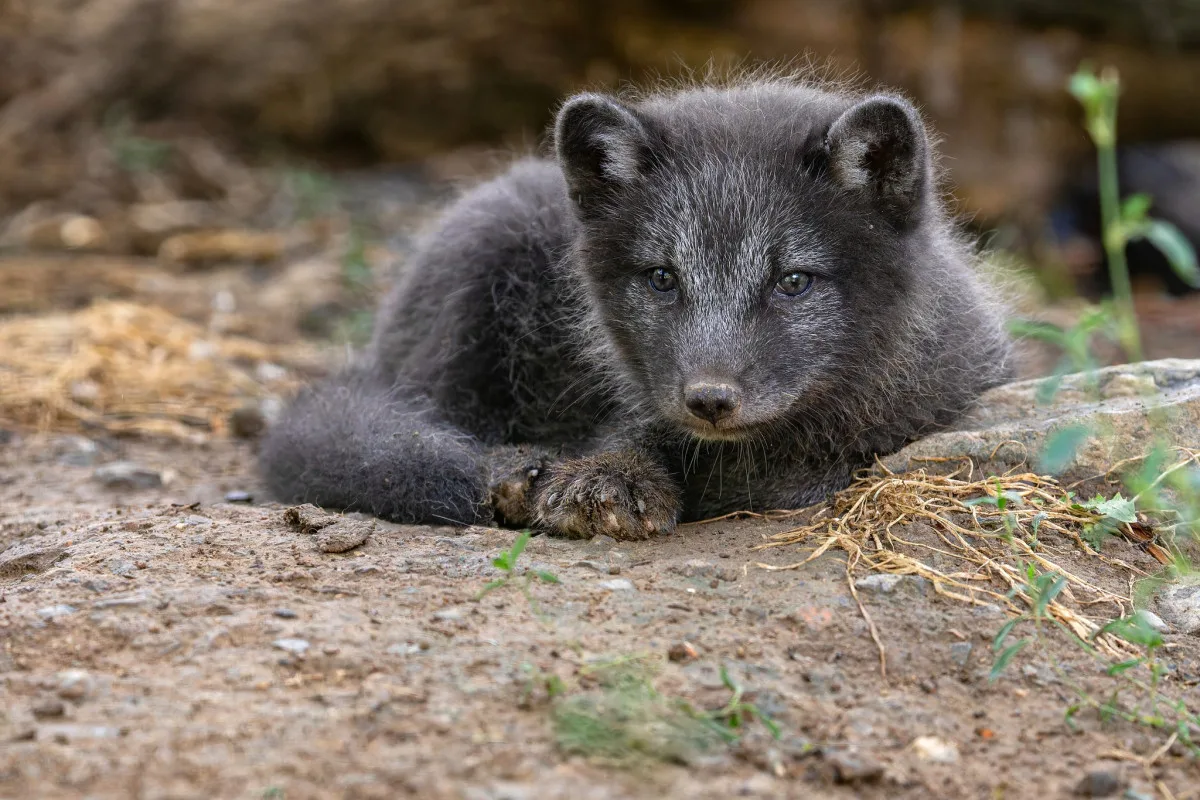 RoKo