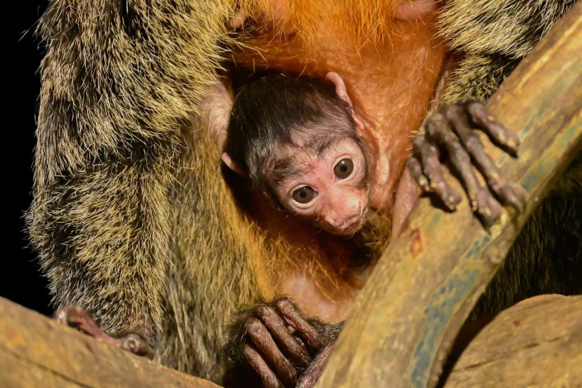 Rok plný mláďat. V brněnské zoo se loni narodilo lvíče, kapybary i polární liška