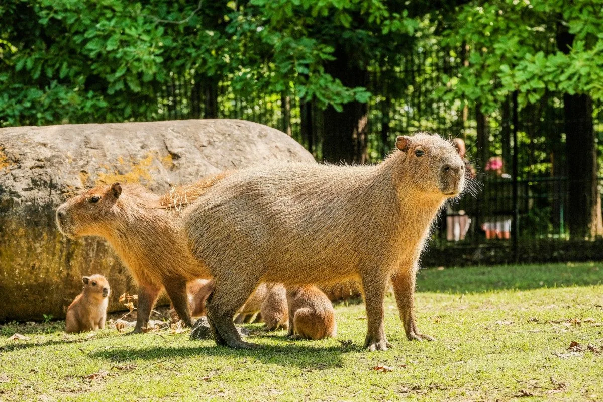 Rok plný mláďat. V brněnské zoo se loni narodilo lvíče, kapybary i polární liška