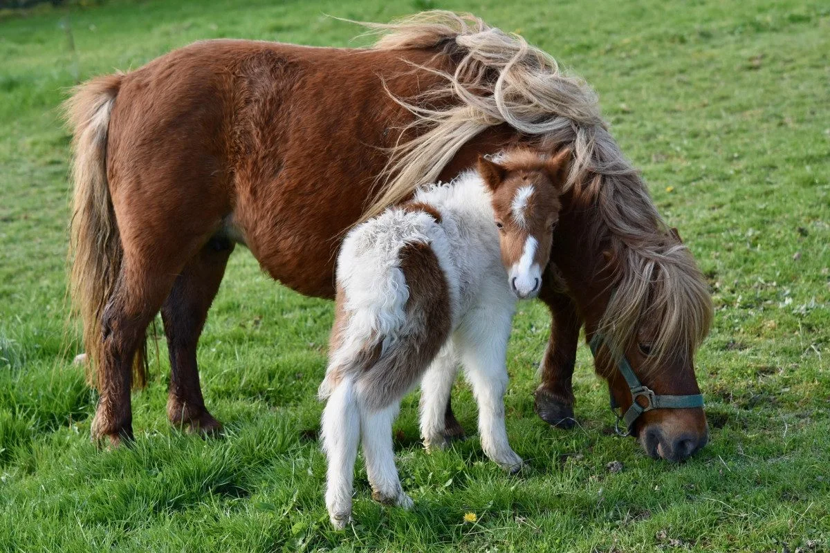 Ilustrační foto