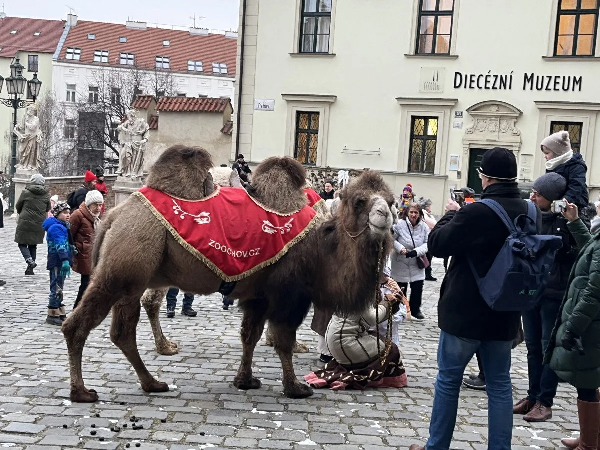Brňané oslavovali Tři krále. Kašpar, Melichar a Baltazar s velbloudy prošli městem
