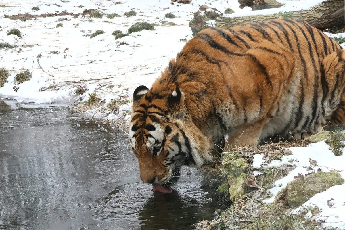 Mrazy udeřily i v jihomoravských zoo. Teplomilná zvířata mají zkrácené vycházky