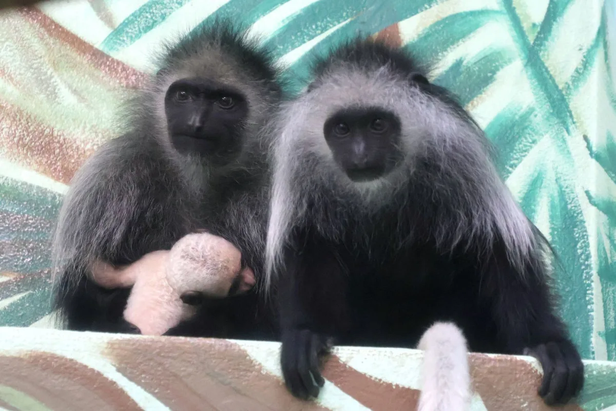 V hodonínské zoo přivítali první letošní mládě, narodila se opice gueréza běloramenná