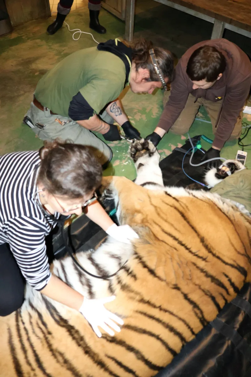 FOTO: Největší kočka z Hodonína musela na operaci. Tygra trápily zarostlé drápy