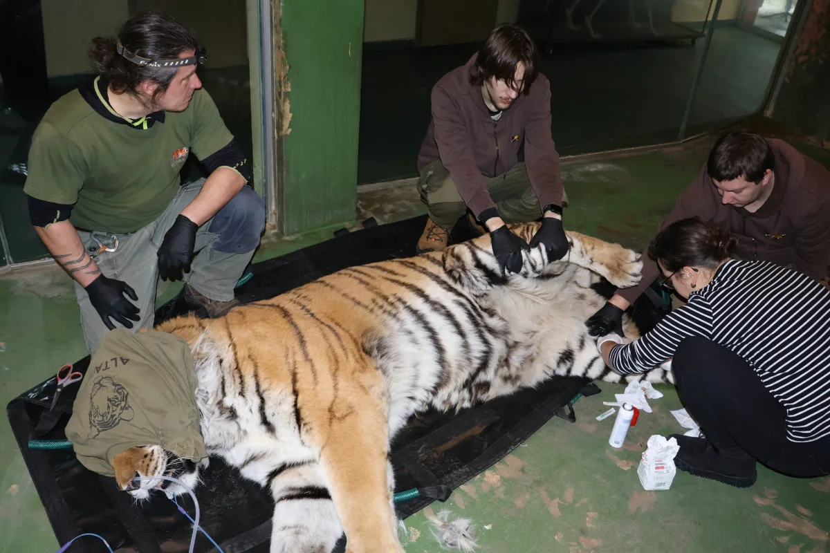 FOTO: Největší kočka z Hodonína musela na operaci. Tygra trápily zarostlé drápy