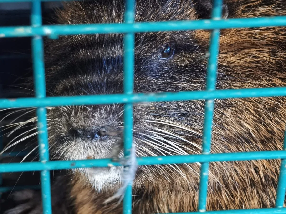 Břeclav vyfotila nutrie uvězněné v klecích. Je to poprava, bědovali místní
