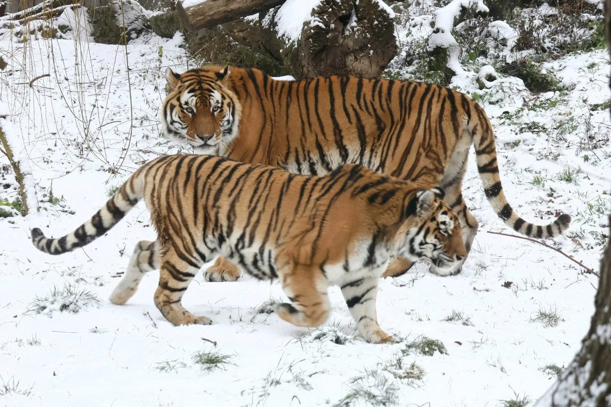 Ilustrační fotografie tygrů v zoo