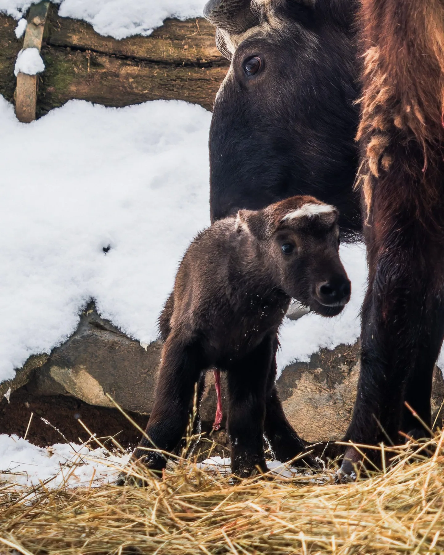 Brněnská zoo se opět rozrostla. Tentokrát o mládě takina indického
