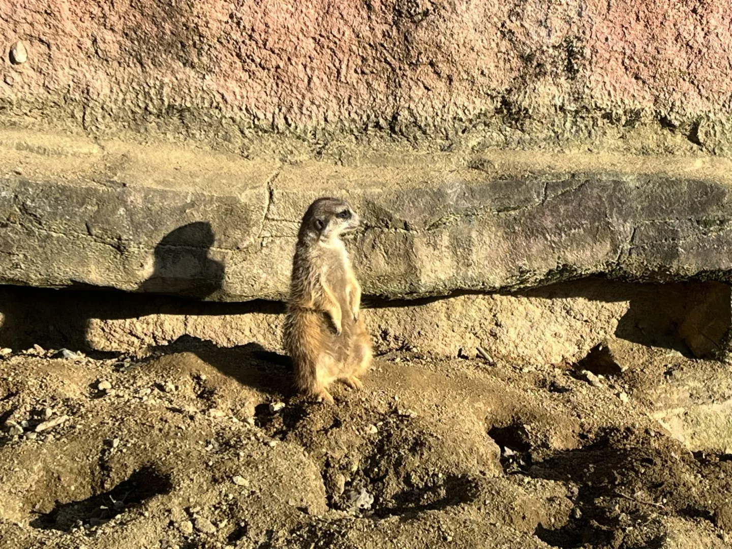 FOTO: Jarní počasí láká ke slunění. Jak si paprsky užívají obyvatelé brněnské zoo?