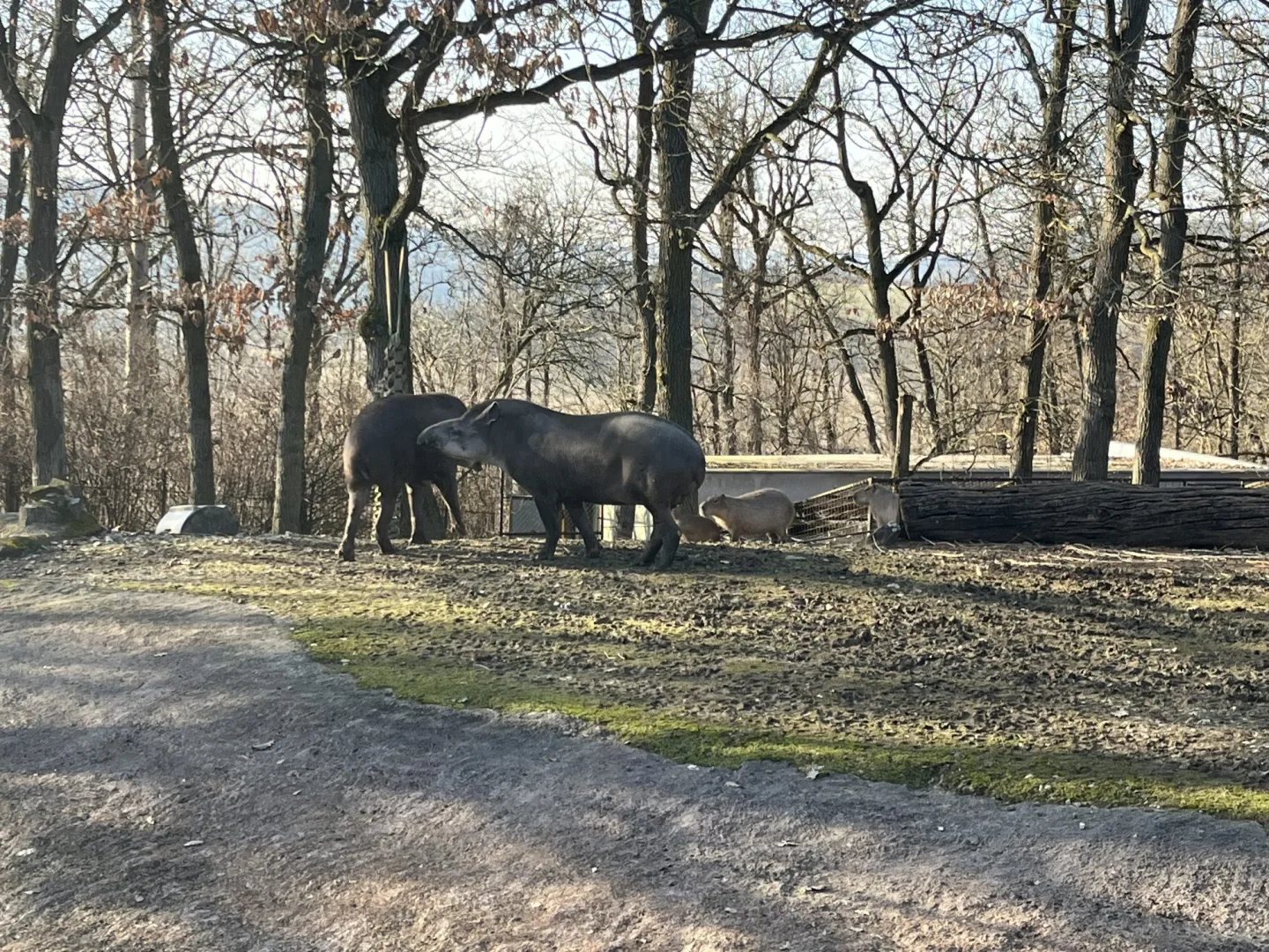 FOTO: Jarní počasí láká ke slunění. Jak si paprsky užívají obyvatelé brněnské zoo?