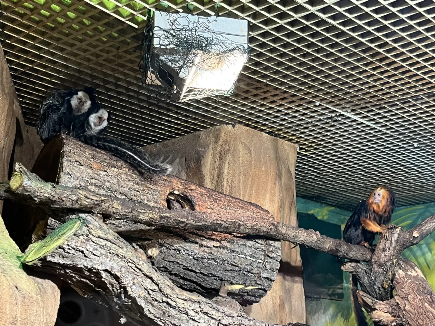 FOTO: Jarní počasí láká ke slunění. Jak si paprsky užívají obyvatelé brněnské zoo?