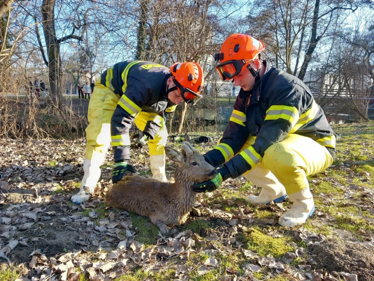 Psa uvěznilo dřevo, srnka uvízla v bahně. Hasiči zachraňovali zvířata v nesnázích
