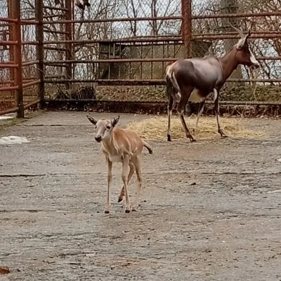 V Brně se narodila roztomilá antilopa. Až vyroste, bude mít bílou  lysinu a punčochy