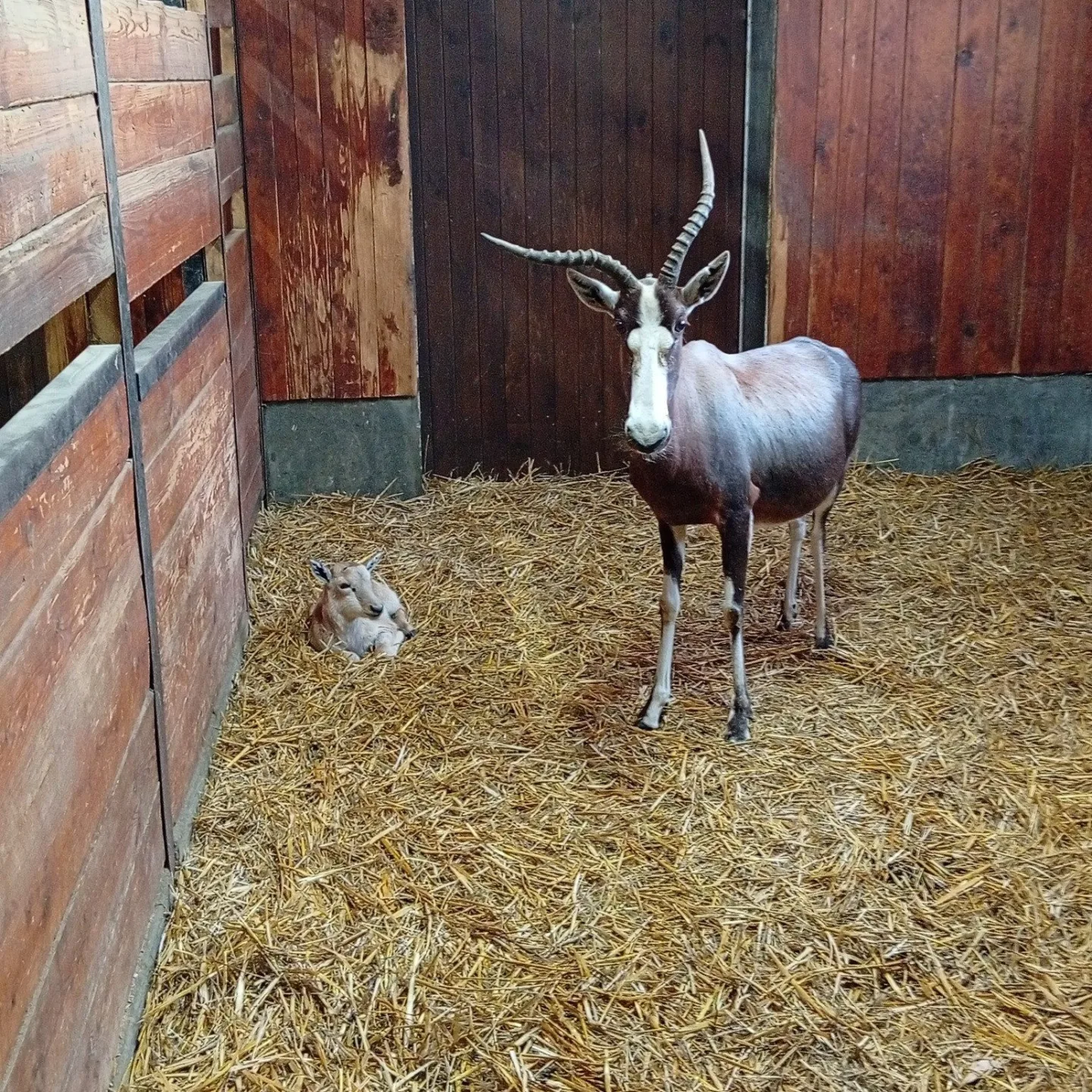 V Brně se narodila roztomilá antilopa. Až vyroste, bude mít bílou  lysinu a punčochy