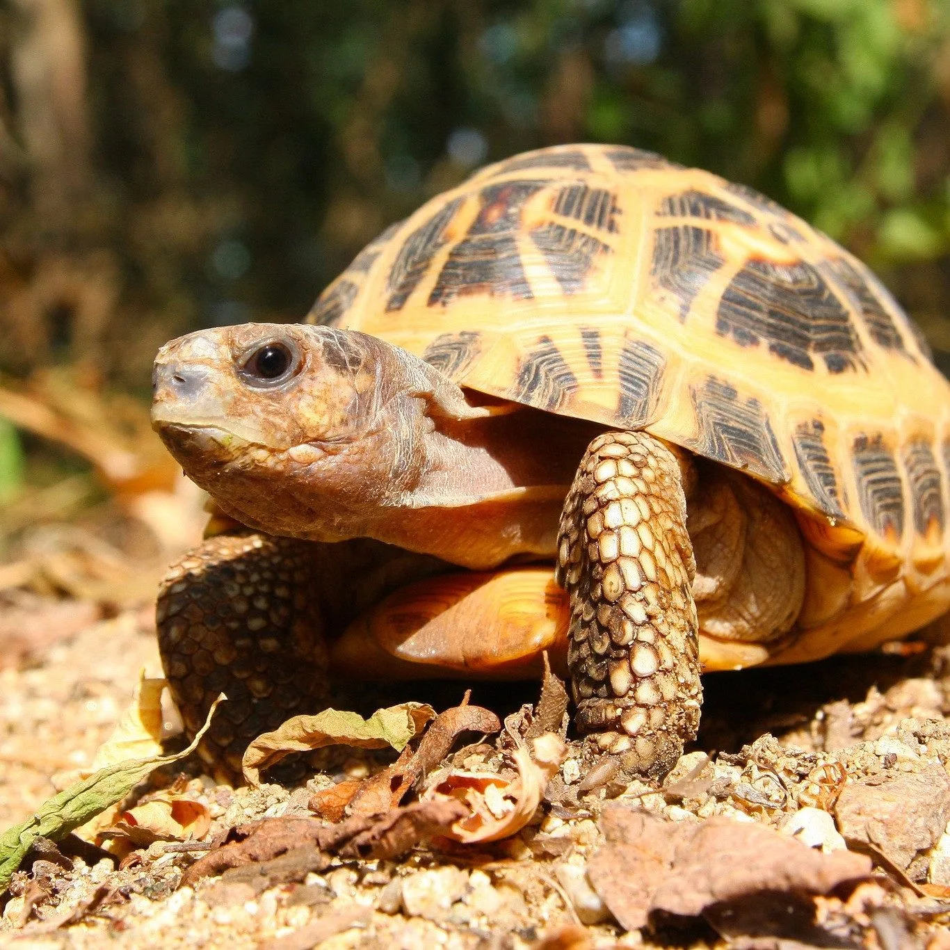 FOTO: V Brně se daří zázračným želvám z Madagaskaru, jsou nejohroženější na světě