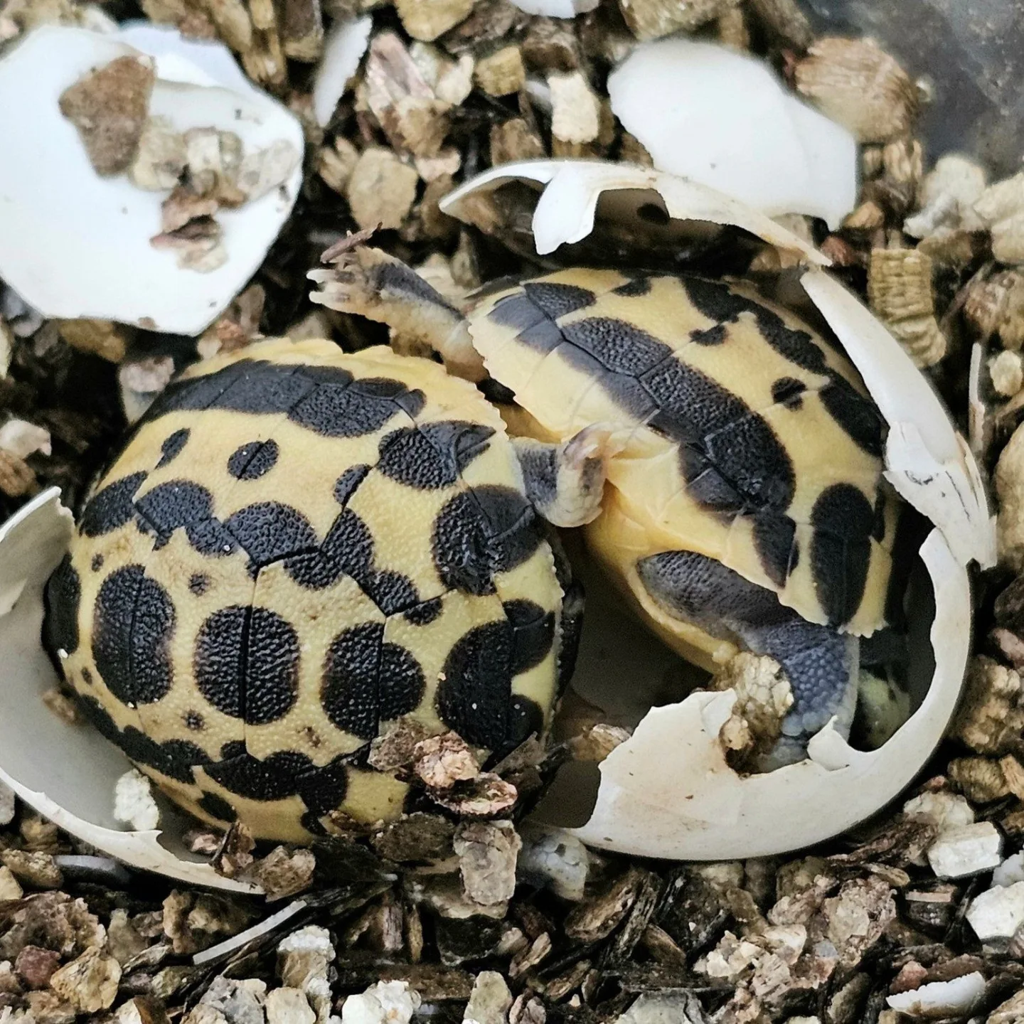 FOTO: V Brně se daří zázračným želvám z Madagaskaru, jsou nejohroženější na světě