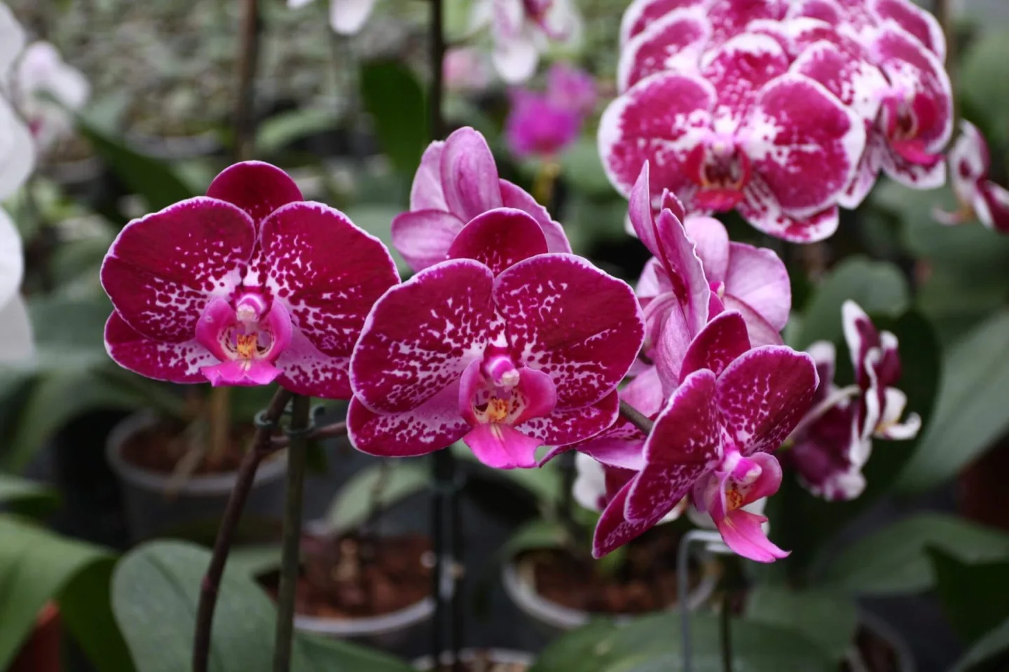 Botanická zahrada v Brně láká na kvetoucí orchideje a tropické motýly