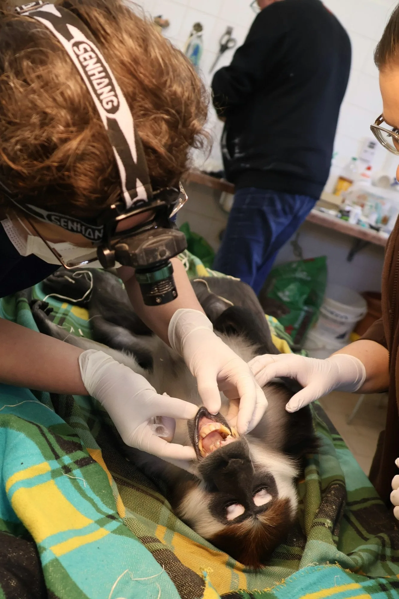 Opičák z hodonínské zoo musel na zubní, mangabej přišel o dva zuby
