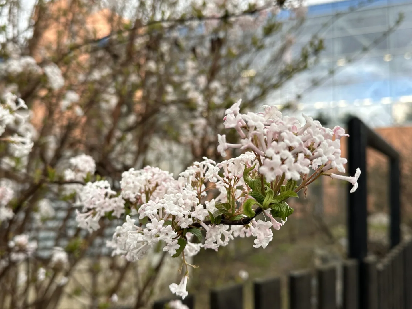 FOTO: První květy i svěží zeleň. Brněnská botanická zahrada se probouzí