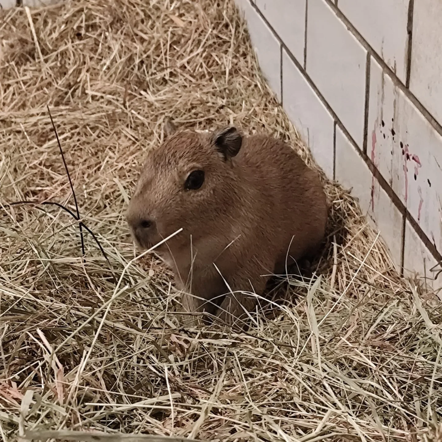 V brněnské zoo se narodily tři kapybary. Roztomilí hlodavci už běhají ve výběhu