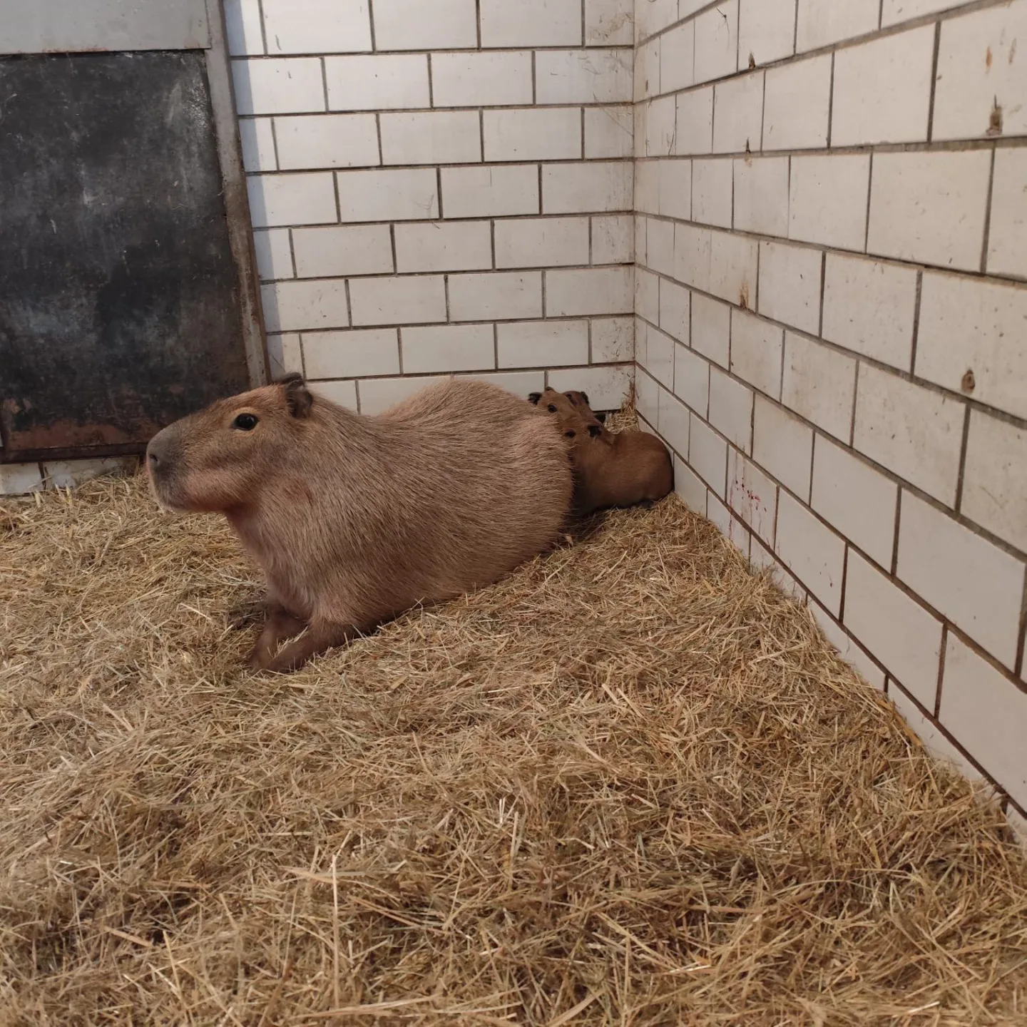 V brněnské zoo se narodily tři kapybary. Roztomilí hlodavci už běhají ve výběhu