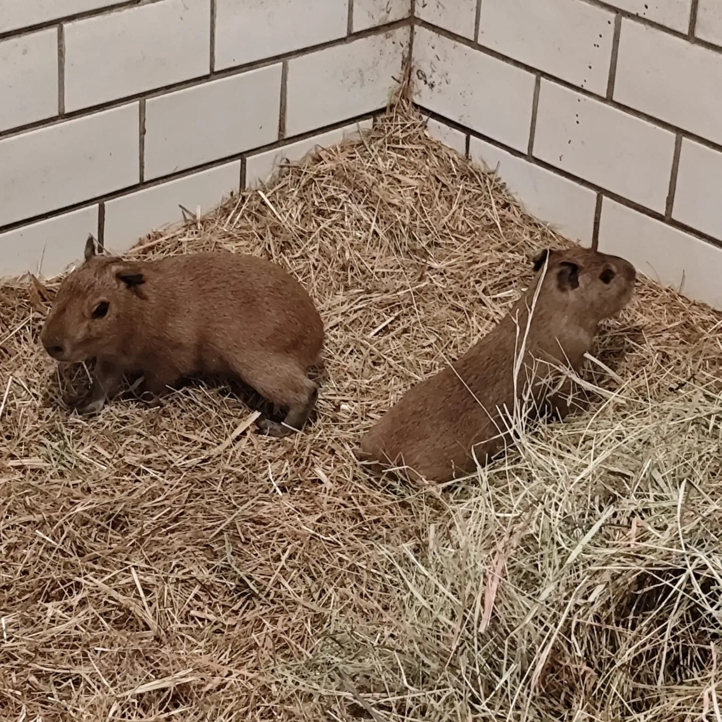 V brněnské zoo se narodily tři kapybary. Roztomilí hlodavci už běhají ve výběhu