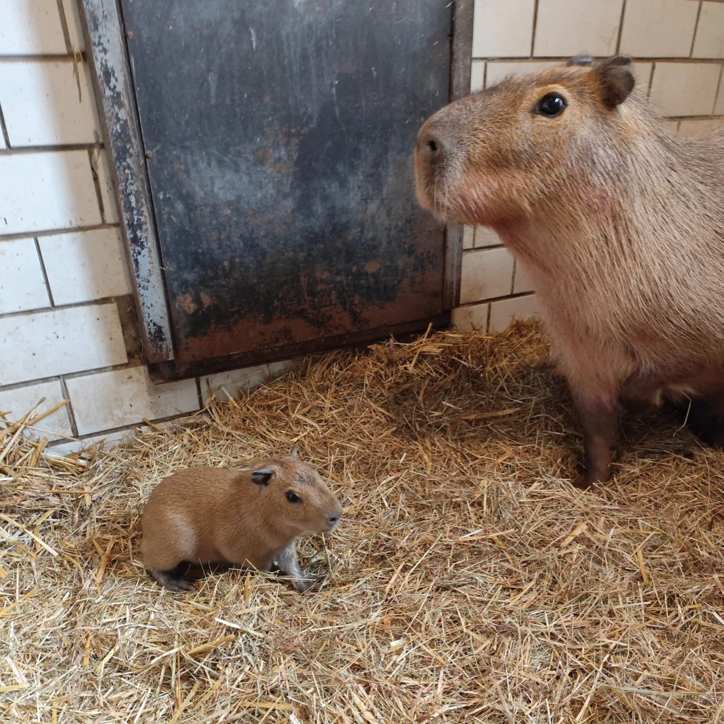 V brněnské zoo se narodily tři kapybary. Roztomilí hlodavci už běhají ve výběhu