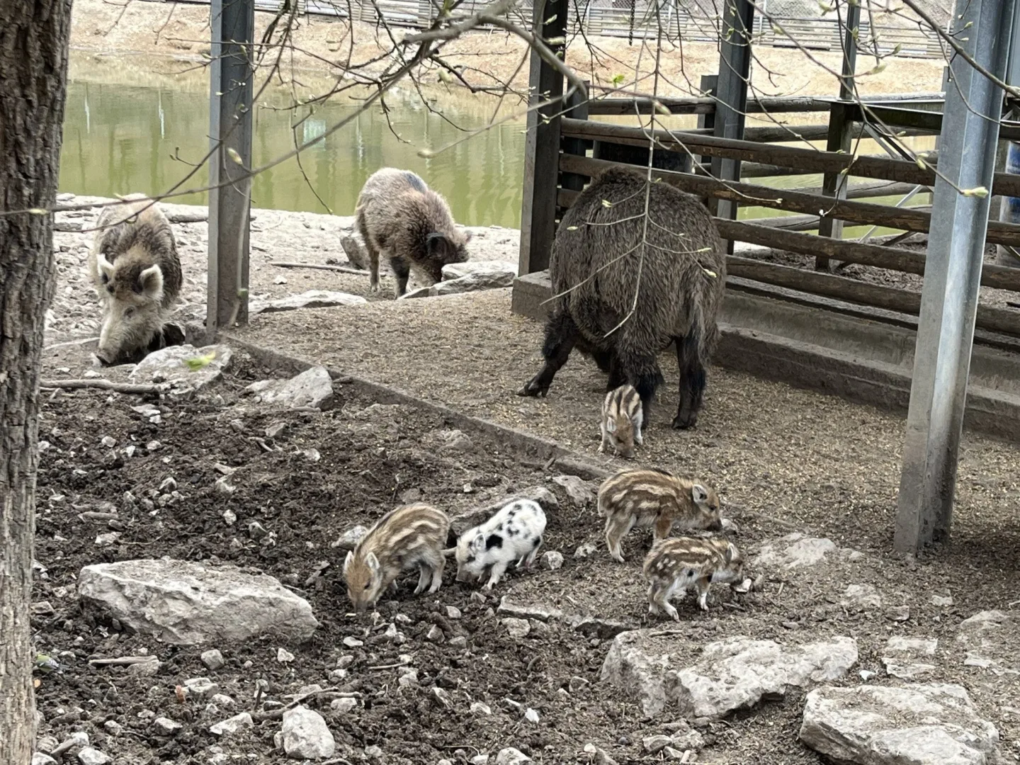 FOTO: Brňané se rozplývají nad selátky v Holedné, narodilo se jich osm