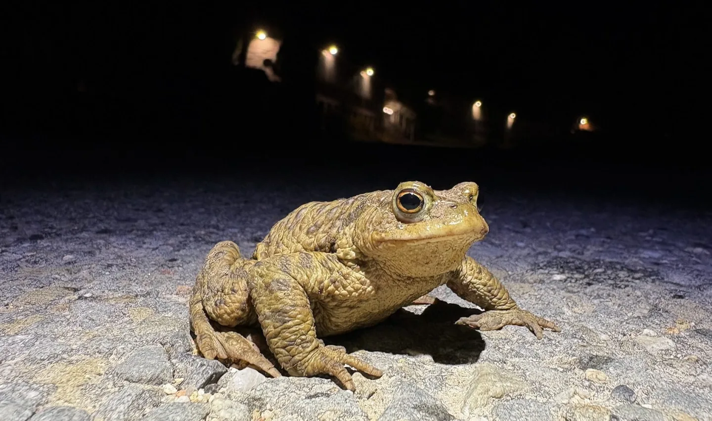 Žáby na jaře migrují ve velkém. Dobrovolníci je zachraňují před násilnou smrtí