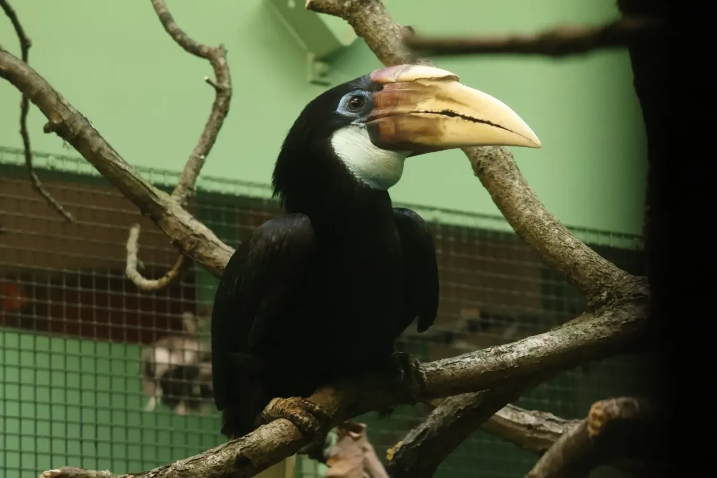 Do Brna se nastěhovali trochu děsiví ptáci. Zoo na zoborožce čekala osm let