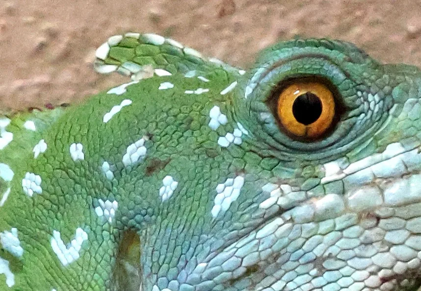 Do zoo v Hodoníně přibyl bazilišek zelený, dříve považovaný za mýtického tvora