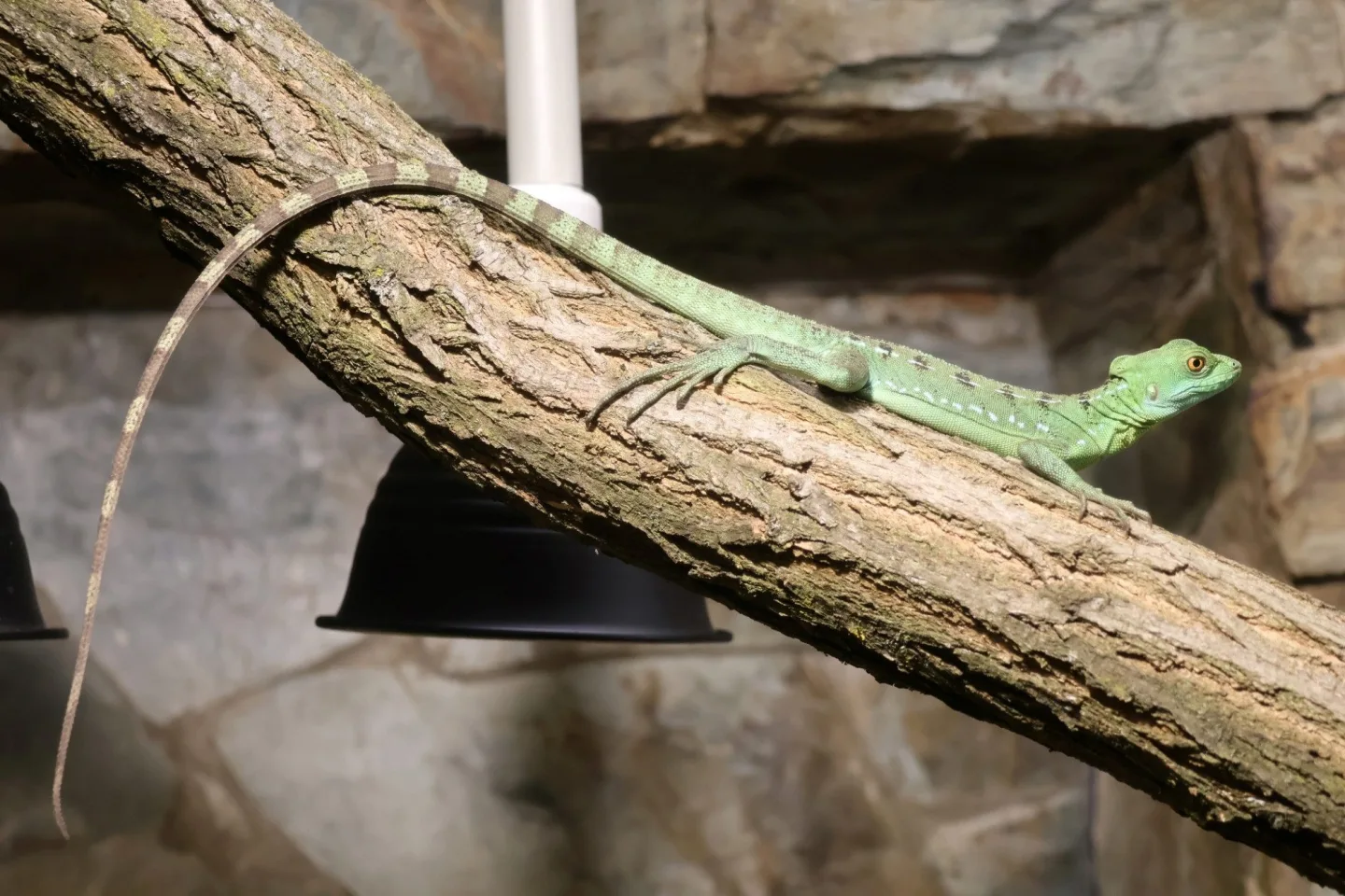 Do zoo v Hodoníně přibyl bazilišek zelený, dříve považovaný za mýtického tvora