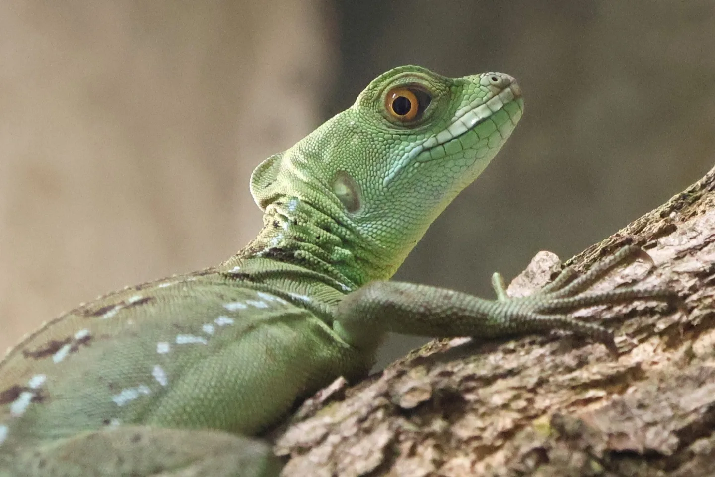 Do zoo v Hodoníně přibyl bazilišek zelený, dříve považovaný za mýtického tvora