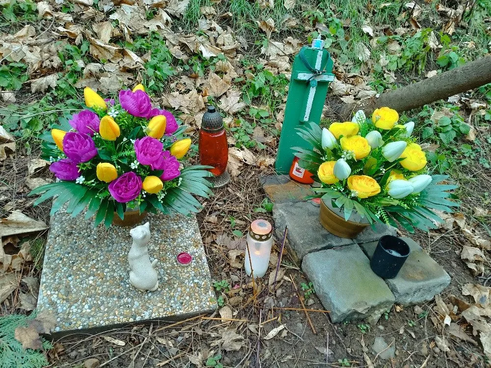 U Velodromu žily roky. Teď kočky přišly o zázemí i krmná místa, případ řeší úřady