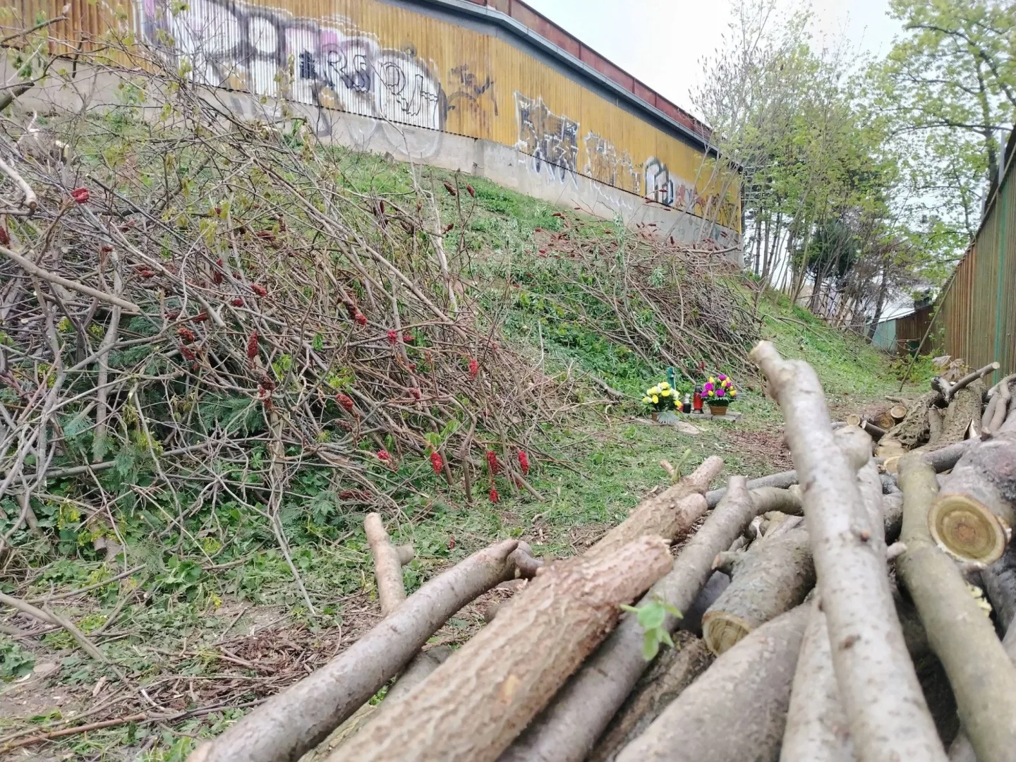 U Velodromu žily roky. Teď kočky přišly o zázemí i krmná místa, případ řeší úřady